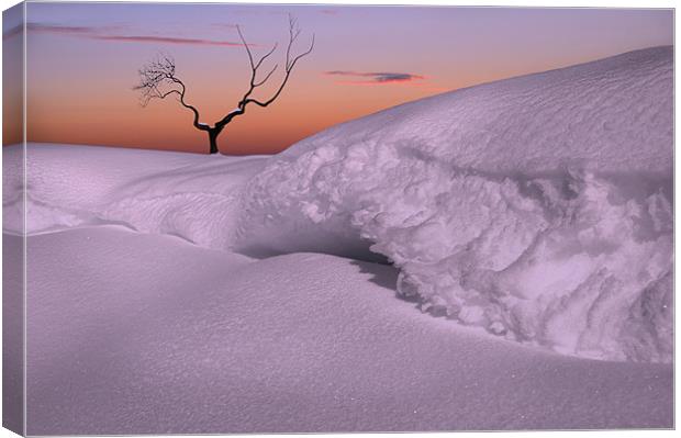 Lonely in the snow Canvas Print by Robert Fielding