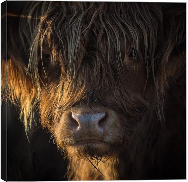 Highland Cow, Backlit, Derbyshire Canvas Print by Sue MacCallum- Stewart