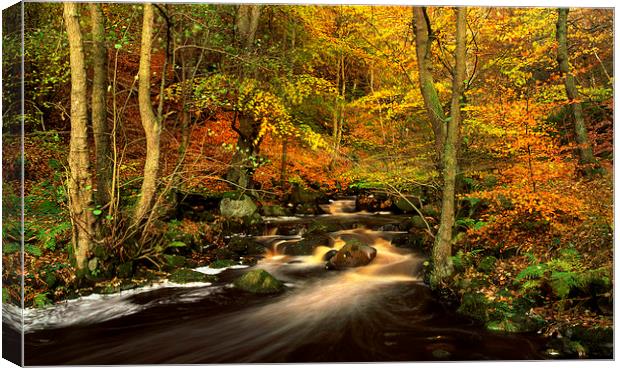 Autumn Glory in Padley Gorge Canvas Print by Darren Galpin