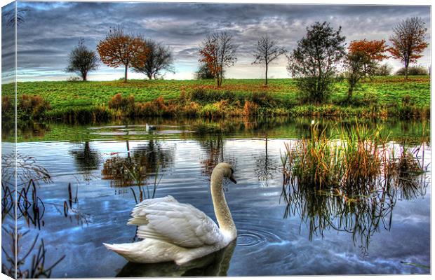 Lonely swan Canvas Print by Catherine Davies