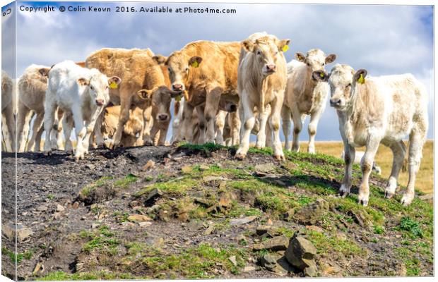 Curious Cows, on a hill! Canvas Print by Colin Keown