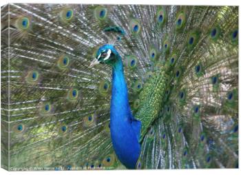 Peacock Feathers Canvas Wall Art Pictures and more - Photo4me