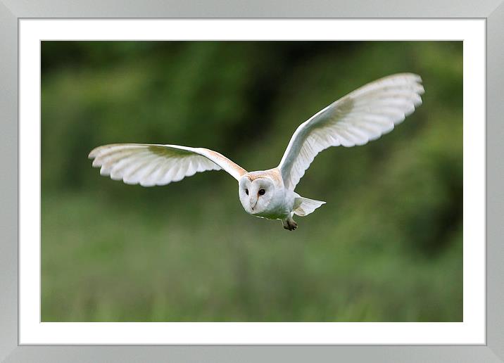 Buy Framed Mounted Prints of White Lady Barn Owl by Mark Medcalf