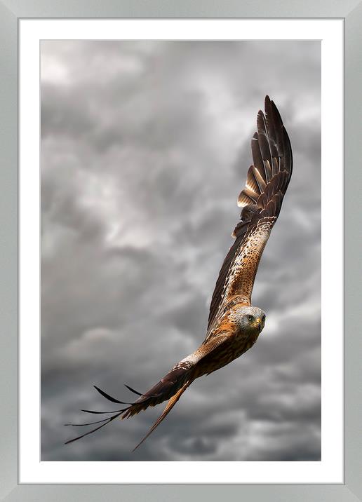 Buy Framed Mounted Prints of A Red Kite in flight by Martin Lawrence