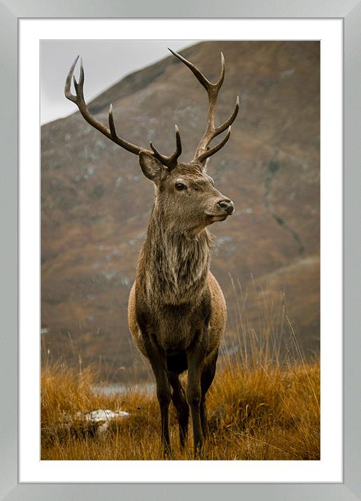 Buy Framed Mounted Prints of Monarch of the Glen in Glen Garry, Scottish Highla by Derek Beattie