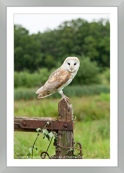 Buy Framed Mounted Prints of Barn Owl on Gate Post by Philip Pound