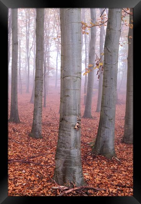 Misty Yorkshire autumn wood Framed Print by Martin Williams
