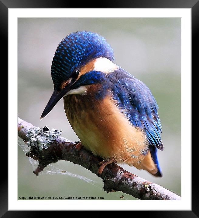 Kingfisher Framed Mounted Print by Dave Burden