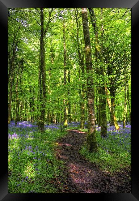 Bluebell Forest Framed Print by Nicola Lee