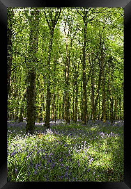  Bluebell Forest Framed Print by Nicola Lee