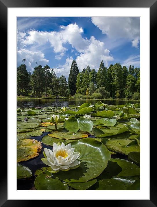 Lilly on the Lake Framed Mounted Print by nick coombs