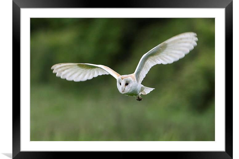 Buy Framed Mounted Prints of White Lady Barn Owl by Mark Medcalf