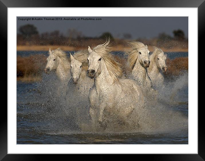 Camargue Horses running in water Framed Mounted Print by Austin Thomas