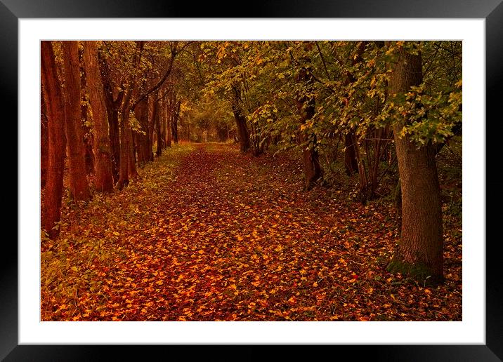 Fallen Leaves in Autumn Wood Framed Mounted Print by Martyn Arnold