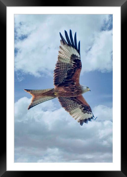 Red Kite Bird of Prey Framed Mounted Print by Martyn Arnold