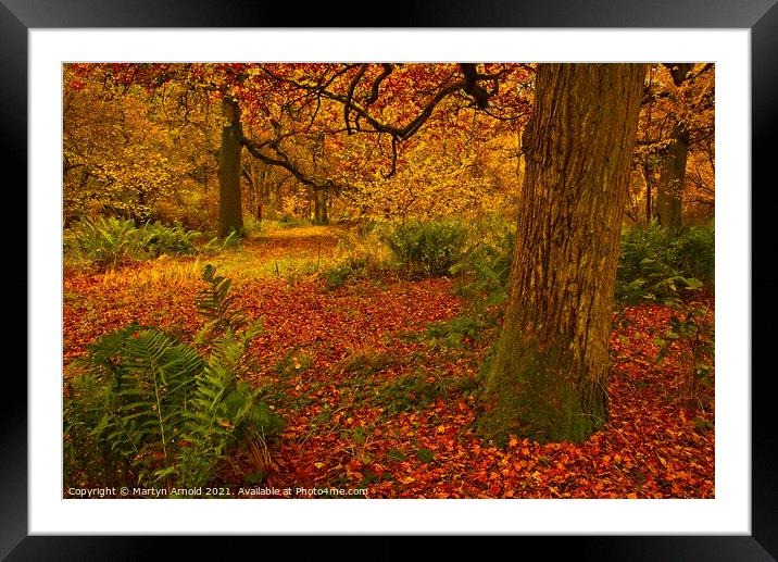 Southwick Wood Northamptonshire in Autumn Framed Mounted Print by Martyn Arnold