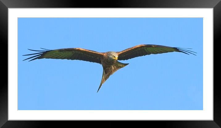 Northamptonshire Red Kite Soaring on Thermals Framed Mounted Print by Martyn Arnold