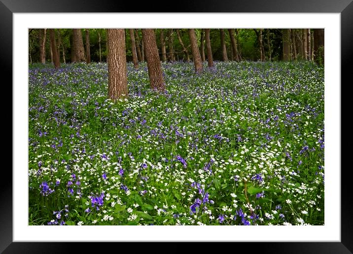 Woodland Wild Flowers and Bluebells Framed Mounted Print by Martyn Arnold