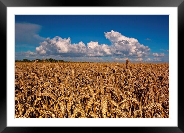 Fields of Golden Corn Framed Mounted Print by Martyn Arnold