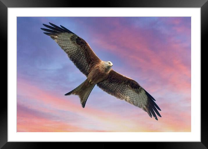 Soaring Red Kite Bird of Prey Framed Mounted Print by Martyn Arnold