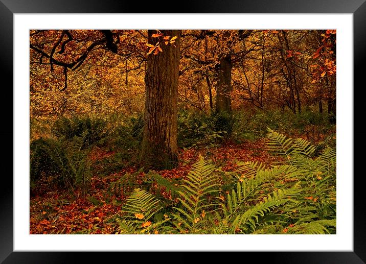 Autumn Trees Framed Mounted Print by Martyn Arnold
