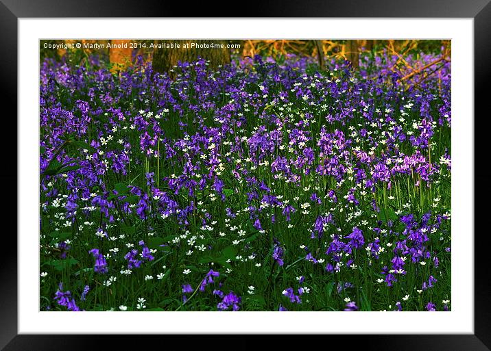 Bluebell Heaven Framed Mounted Print by Martyn Arnold