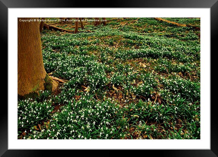Snowdrop Time in the Woods Framed Mounted Print by Martyn Arnold