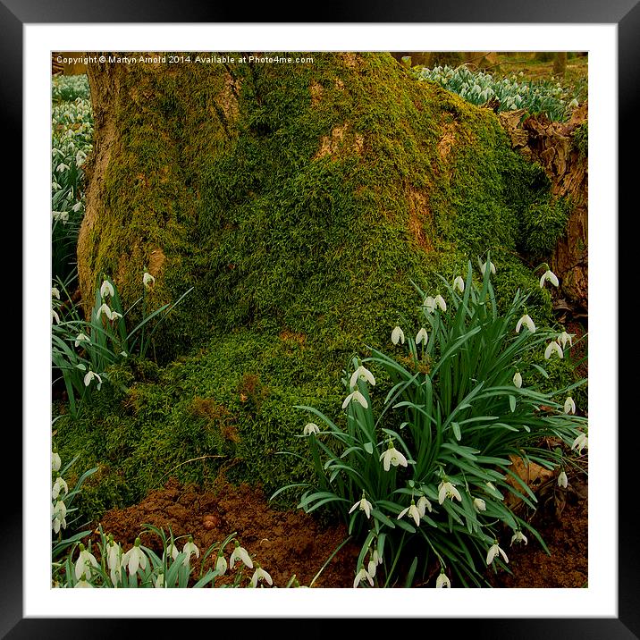 Woodland Snowdrops Framed Mounted Print by Martyn Arnold