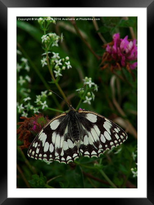 Marbled White Butterfly Framed Mounted Print by Martyn Arnold