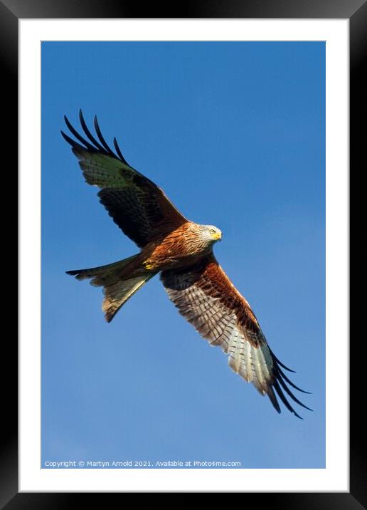 Red Kite in Flight Framed Mounted Print by Martyn Arnold