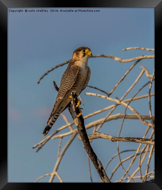 Lanner Falcon Framed Print by colin chalkley