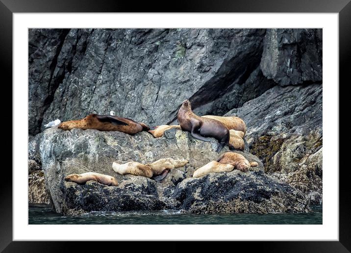 Group of Female Sea Lions and Young Framed Mounted Print by Belinda Greb