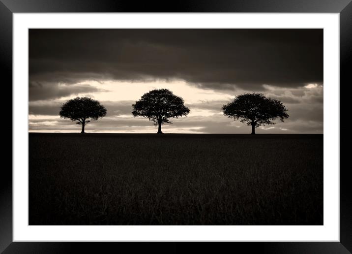 Three Trees In Black And White Framed Mounted Print by rawshutterbug 