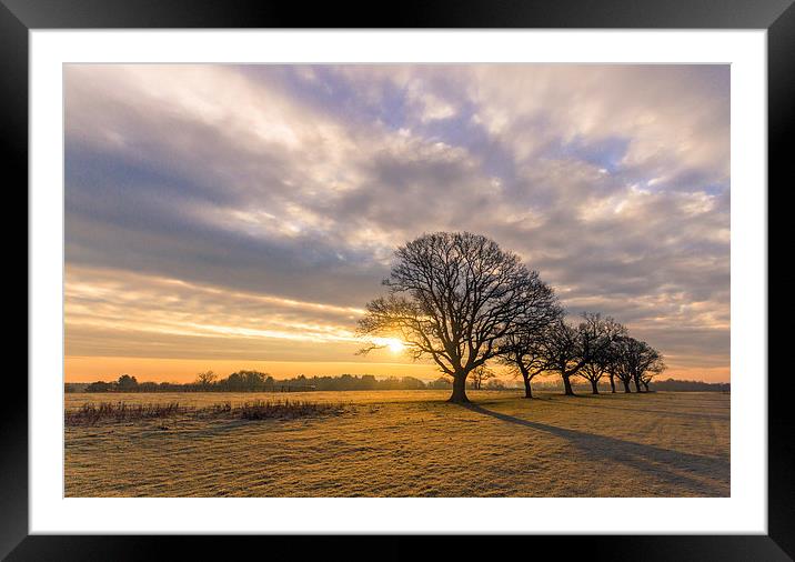 Capabilitys Oaks Framed Mounted Print by Roz Greening