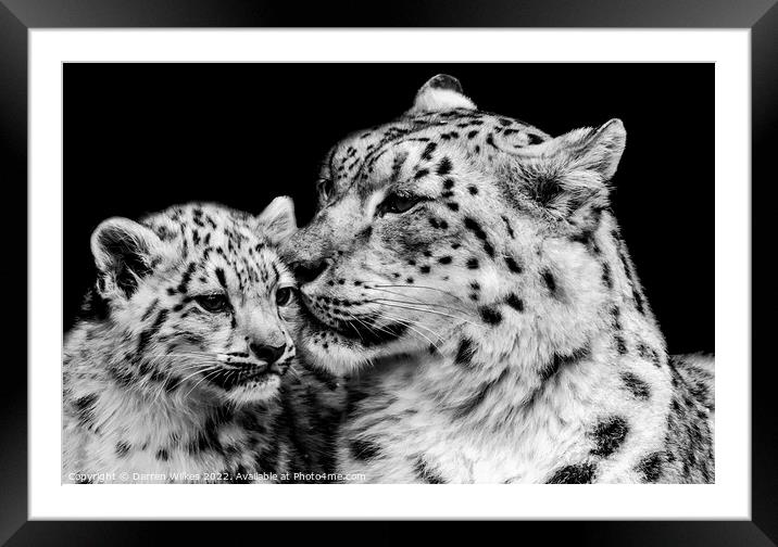 Snow Leopard Mother And Baby Framed Mounted Print by Darren Wilkes