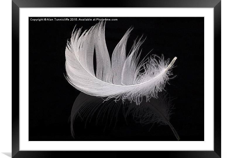Buy Framed Mounted Prints of  White feather by Alan Tunnicliffe