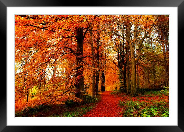 An Autumn Walk Framed Mounted Print by Mandy Hedley