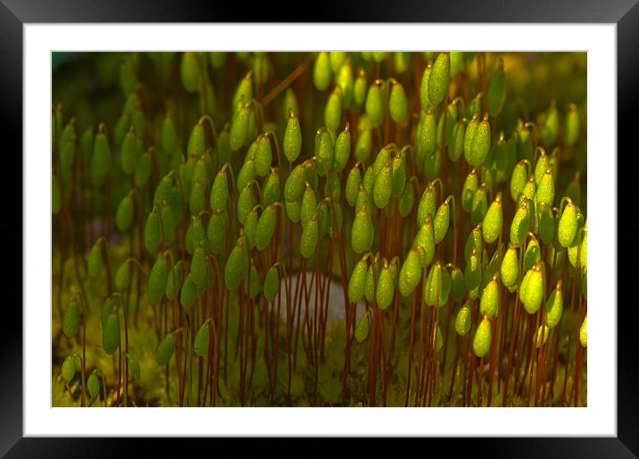 Tiny World Of Moss Framed Mounted Print by Mark Robson