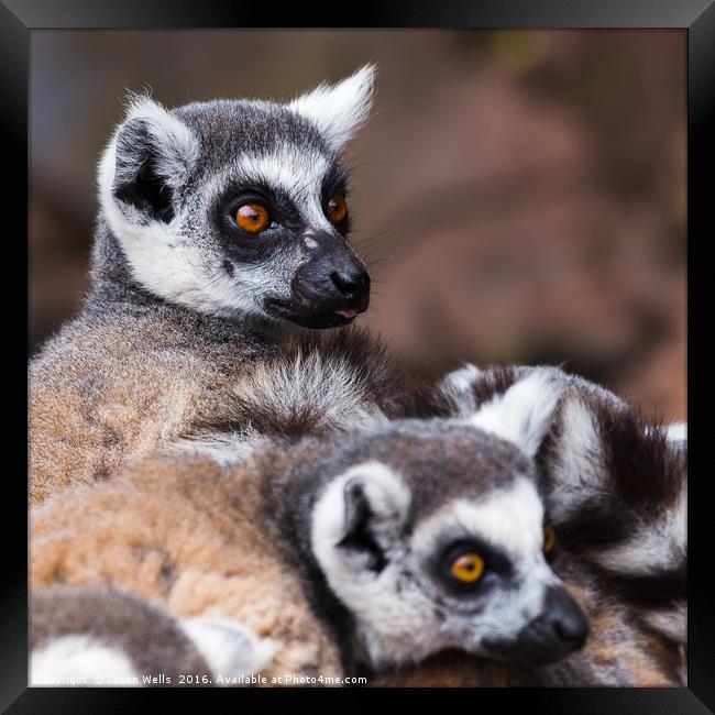 Ring-tailed lemurs spooked Framed Print by Jason Wells