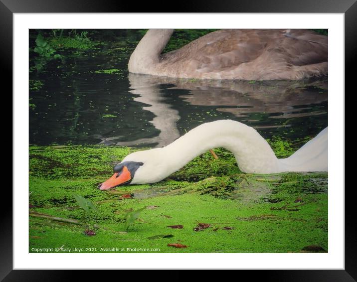 Feeding Swan Framed Mounted Print by Sally Lloyd