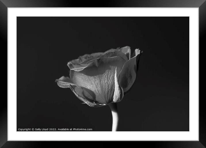 A Rose without Colour Framed Mounted Print by Sally Lloyd
