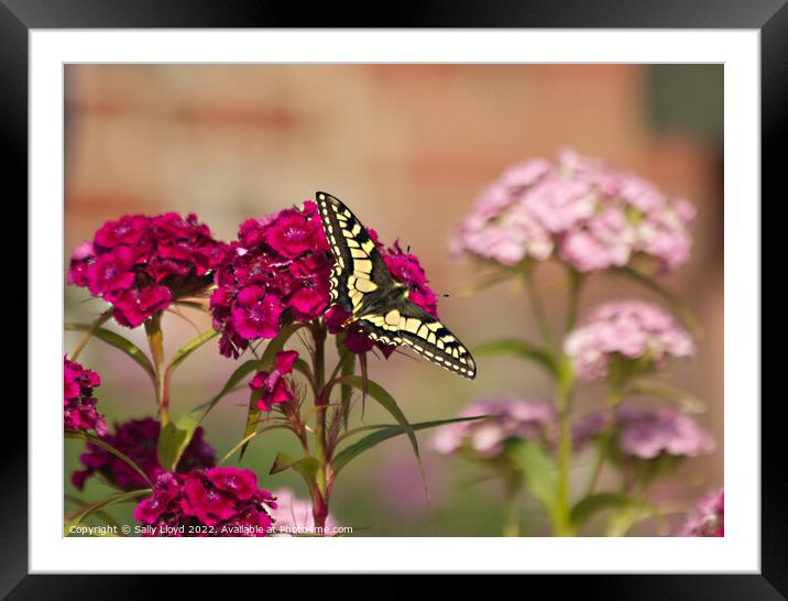 Swallowtail Butterfly on a Sweet William Framed Mounted Print by Sally Lloyd