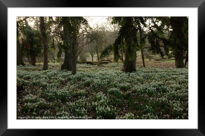 Snowdrops through the trees Framed Mounted Print by Sally Lloyd