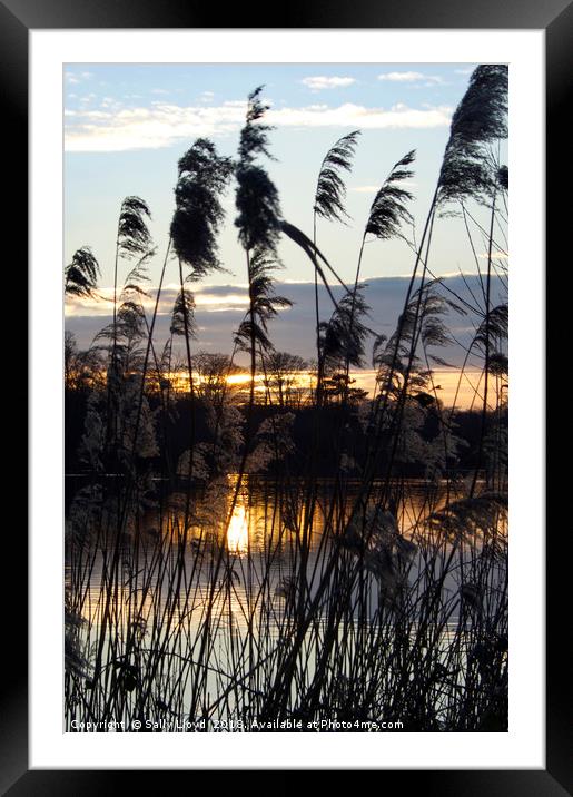 Sunset Broad Framed Mounted Print by Sally Lloyd