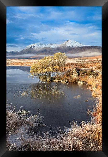 Tree at Black Mount Framed Print by Andrew Ray