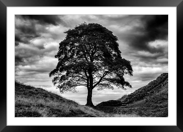  Sycamore Gap Framed Mounted Print by mark dodd
