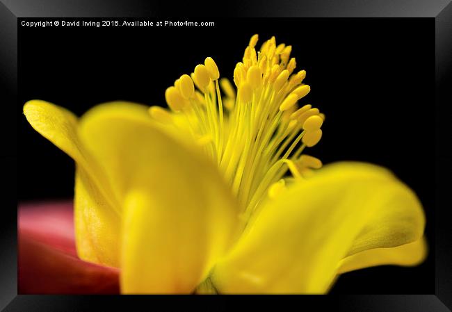  Close up of a yellow and purple aquilegia Framed Print by David Irving