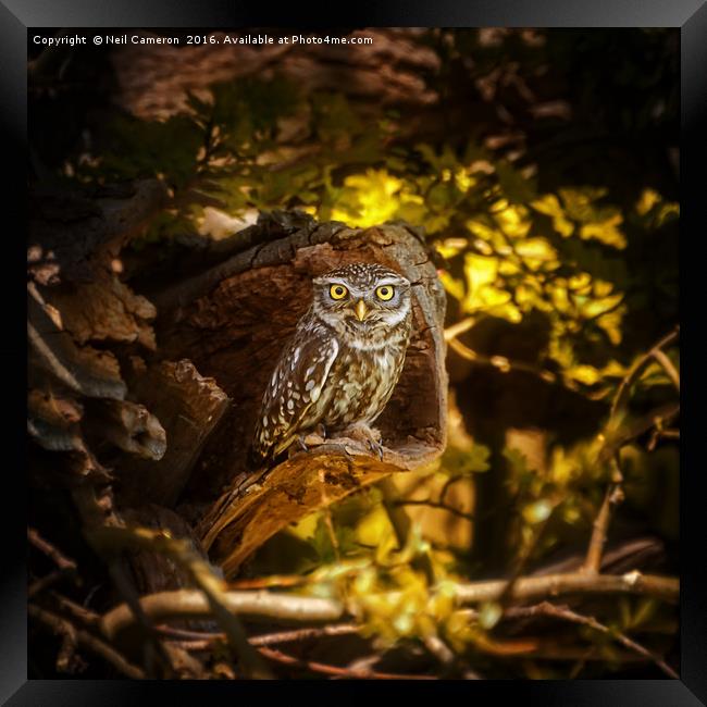 Little owl Framed Print by Neil Cameron