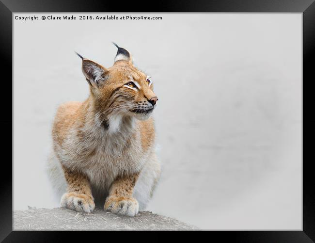 Beautiful Eurasian Lynx Framed Print by Claire Wade