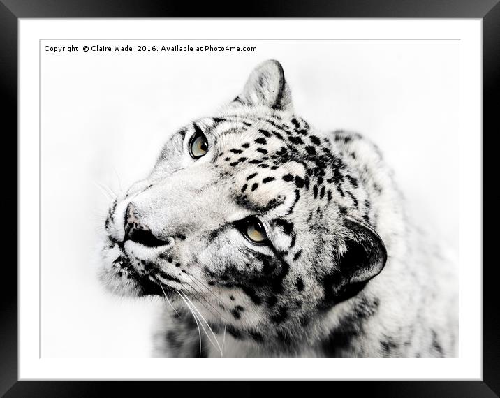 Snow Leopard on White Framed Mounted Print by Claire Wade